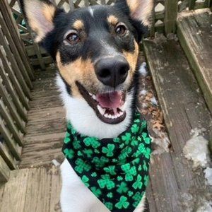Dog Bandana Plaid Shamrocks St. Patrick's Day Size Large